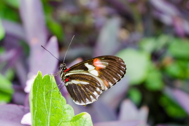 Free photo selective focus shot of a postman butterfly on a leaf outdoors