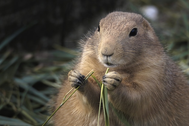 Selective focus shot of a prairie dog eating grass