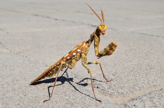 Selective focus shot of praying mantis in a concrete road with a blurred