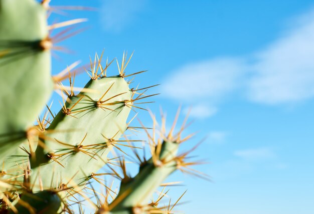 Selective focus shot of prickly pear cactus under the sunlight