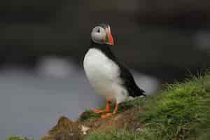 Free photo selective focus shot of a puffin in iceland