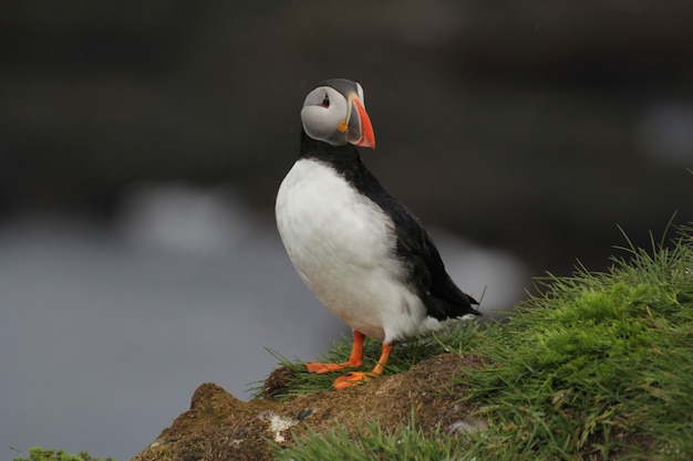 Selective focus shot of a puffin in Iceland