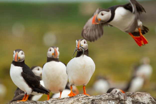Selective focus shot of Puffins resting on a rock