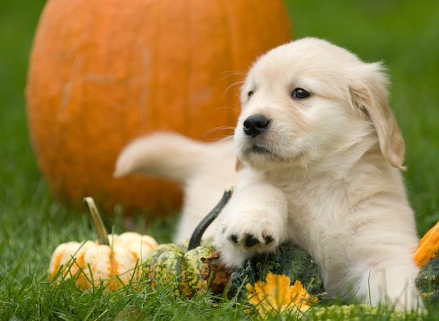 Selective focus shot of pumpkins on the ground with a cute Golden Retriever puppy
