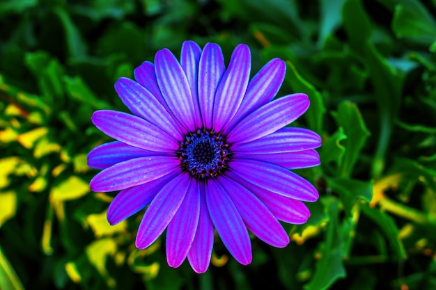 Foto gratuita colpo di messa a fuoco selettiva di un fiore margherita africano viola