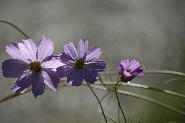 Selective focus shot of purple Cosmos Bipinnatus flowering plants growing in the middle of a forest