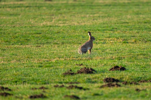 Selective focus shot of a rabbit sits on the grass ground