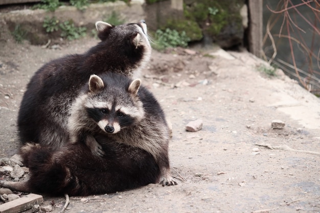 Selective focus shot of raccoons playing around