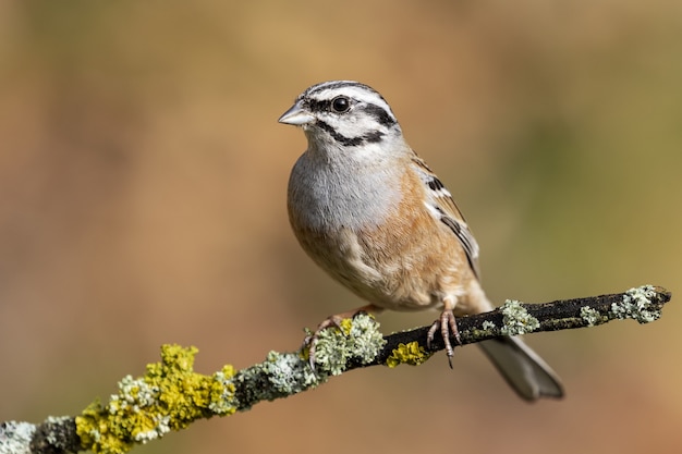 苔で覆われた枝に座っているムネアカゴジュウチョウの選択的なフォーカスショット