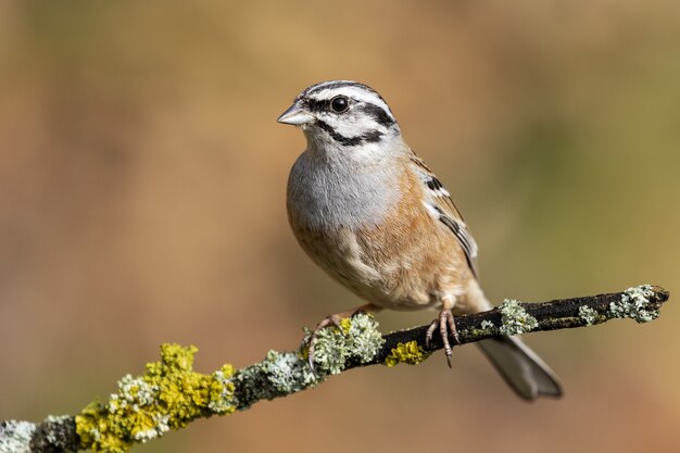 Selective focus shot of a red-breasted nuthatch sitting on a moss-covered branch