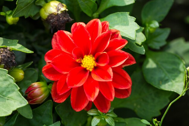 Selective focus shot of a red Dahlia in a field
