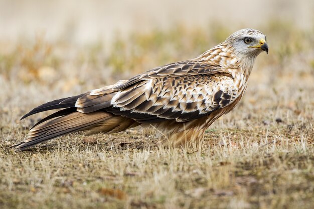 Selective focus shot of a red kite standing on the ground  with a blurred background