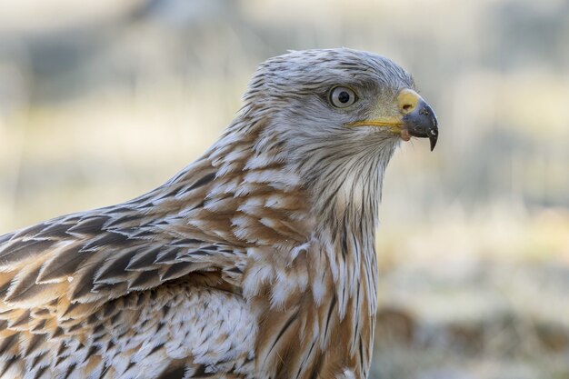 Selective focus shot of a red kite