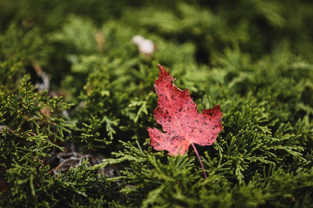 Free photo selective focus shot of a red leaf