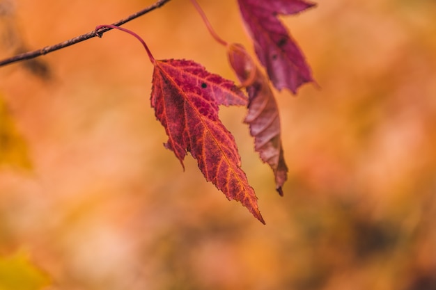 Selective focus shot of red leaves on a branch