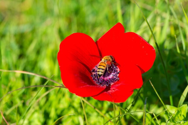 Selective focus shot of a red Pheasant's-eye flower with a bee in the center