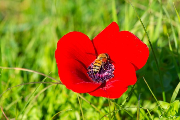중앙에 꿀벌과 붉은 꿩의 눈 꽃의 선택적 초점 샷