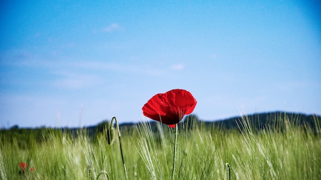 Selective focus shot of a red poppy growing in the middle of a greenfield under the clear sky