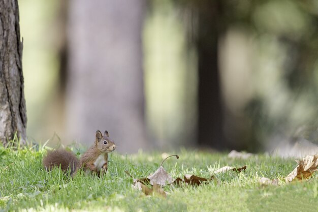 Selective focus shot of red squirrel in the forest