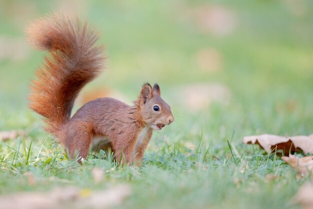 Selective focus shot of red squirrel in the forest