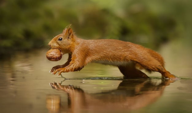 Selective focus shot of a red squirrel with a nut running outside