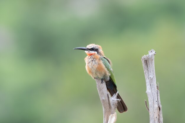 Selective focus shot of a Red-throated bee-eater standing on wood