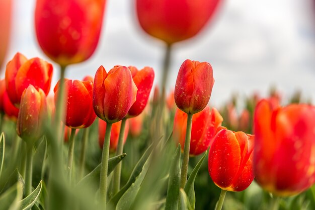 Selective focus shot of red tulip flowers
