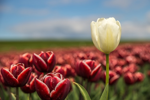 Selective focus shot of red and a white flower near each other