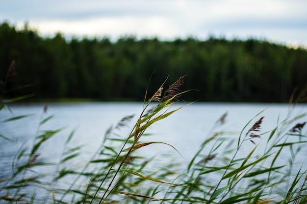 Selective focus shot of reed next to the river swaying in the wind