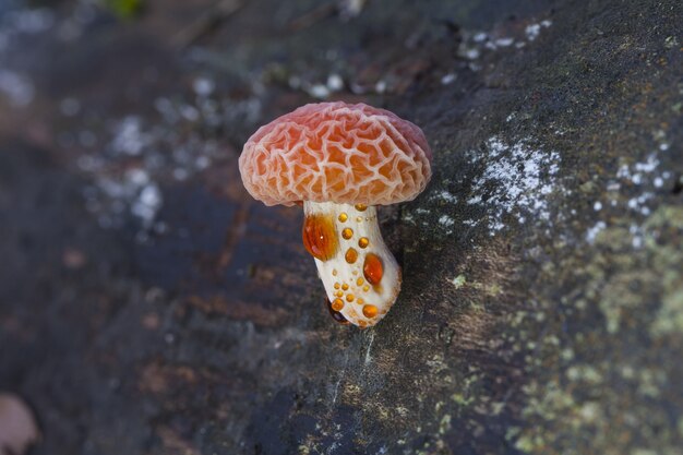 Селективный снимок гриба Rhodotus palmatus, растущего на стволе дерева