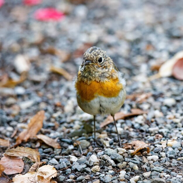 地上のロビン鳥のセレクティブフォーカスショット