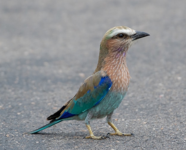 Free photo selective focus shot of a roller bird on the concrete ground