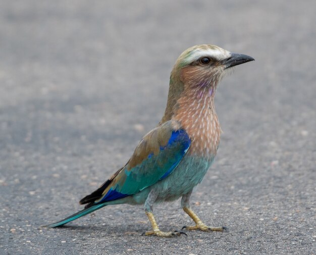 Selective focus shot of a Roller bird on the concrete ground