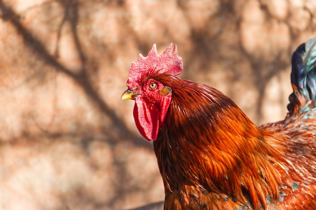 Selective focus shot of a rooster in the chicken coop on the farm