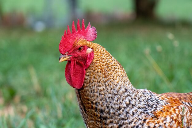 Selective focus shot of a rooster in the pasture