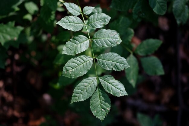 로즈힙의 선택적 초점 샷은 숲에서 나뭇잎