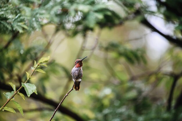 Selective focus shot of a rubythroated hummingbird perched on a branch outdoors