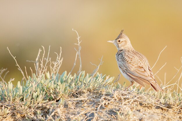 Selective focus shot of rufous naped lark perching in grass