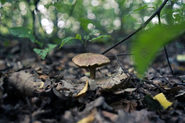 Selective focus shot of a Russula Integra Fungus growing in the soil