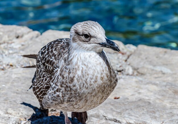 Selective focus shot of a seagull perched on a rock
