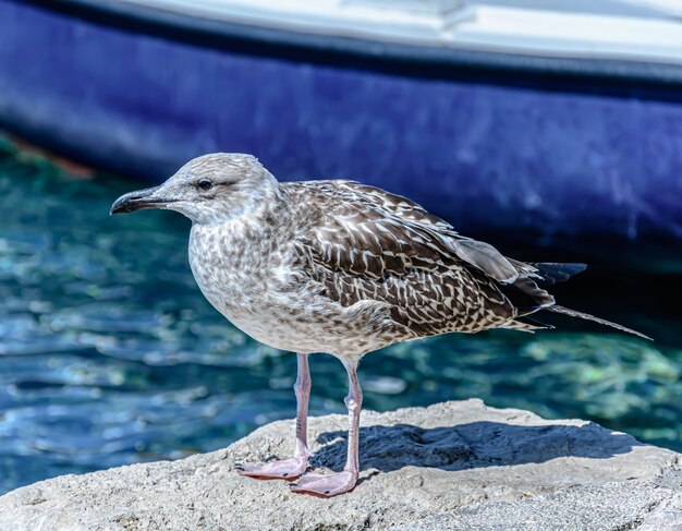 Selective focus shot of a seagull perched on a rock