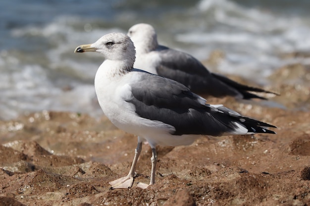 Селективный снимок чайки, сидящей на каменистой поверхности у моря