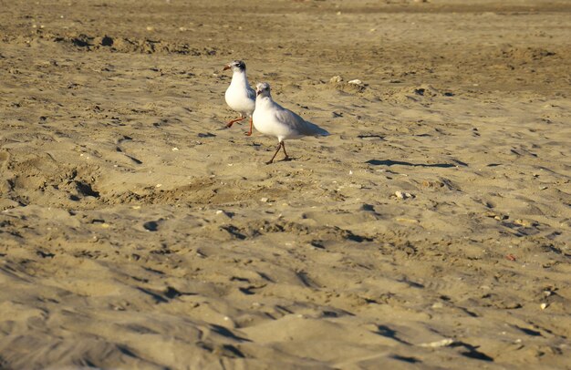 Selective focus shot of seagulls on the beach
