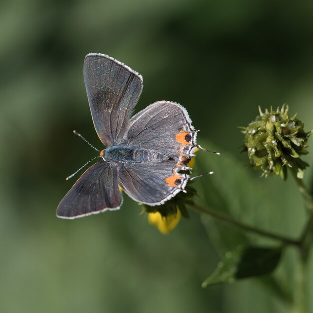 Selective focus shot of a Short-tailed blue on a flower