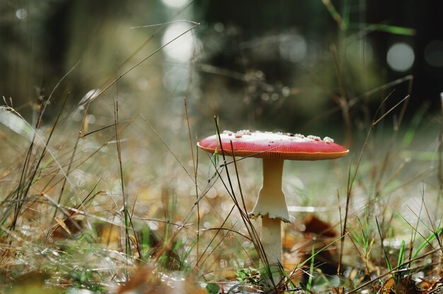 Selective focus shot of a single red toadstool mushroom in the forest