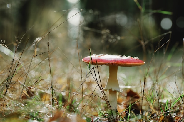 Selective focus shot of a single red toadstool mushroom in the forest