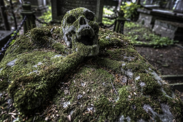 Selective focus shot of a skull in a graveyard