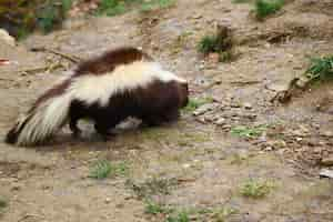 Free photo selective focus shot of a skunk walking around