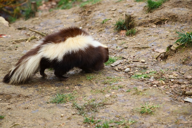 Selective focus shot of a skunk walking around