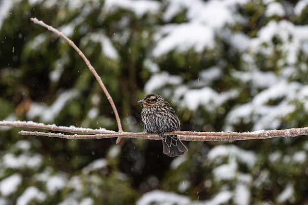 Selective Focus Shot of a Small Bird on a Thin Branch | Free Download